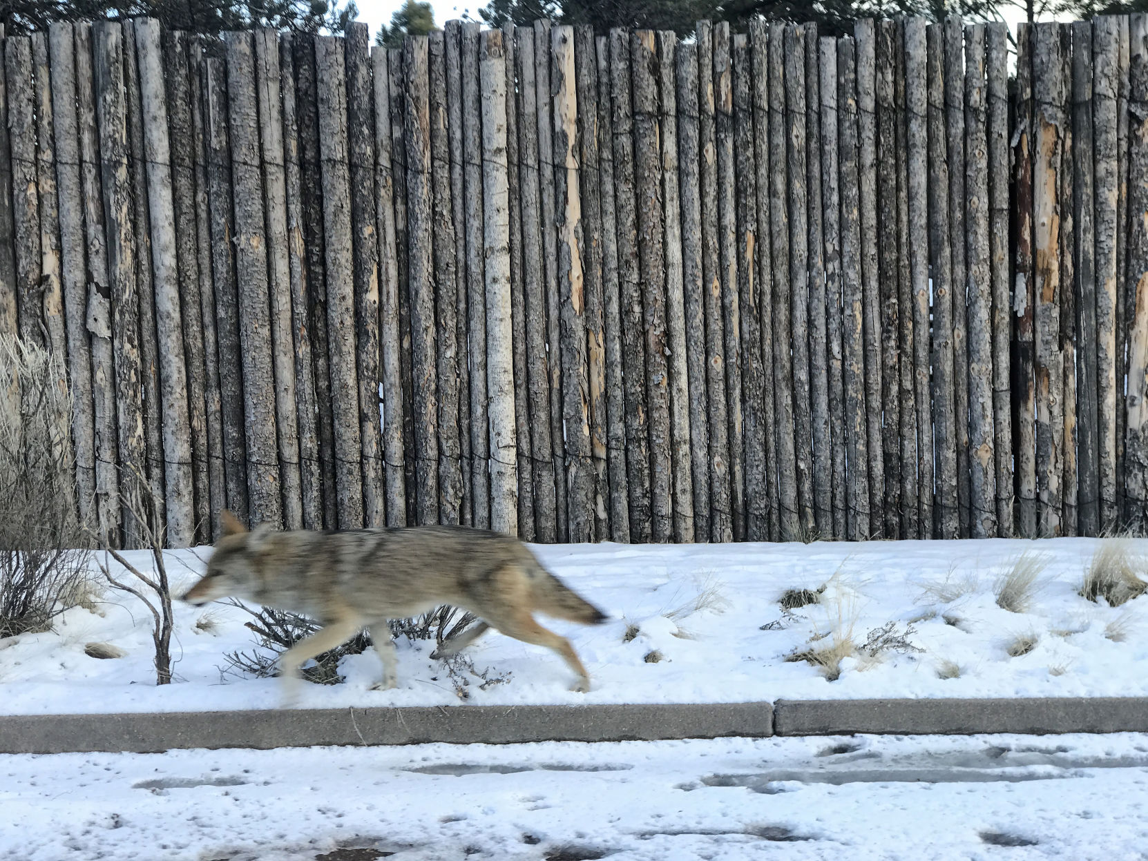 010820-sfnm-nws-coyotefeature